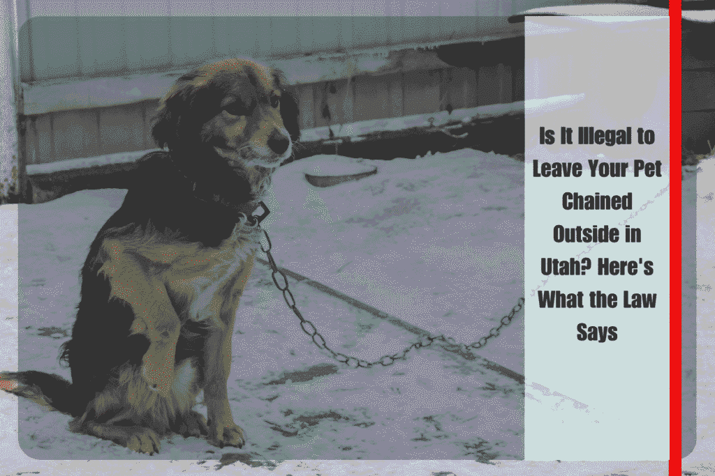 Is It Illegal to Leave Your Pet Chained Outside in Utah Here's What the Law Says