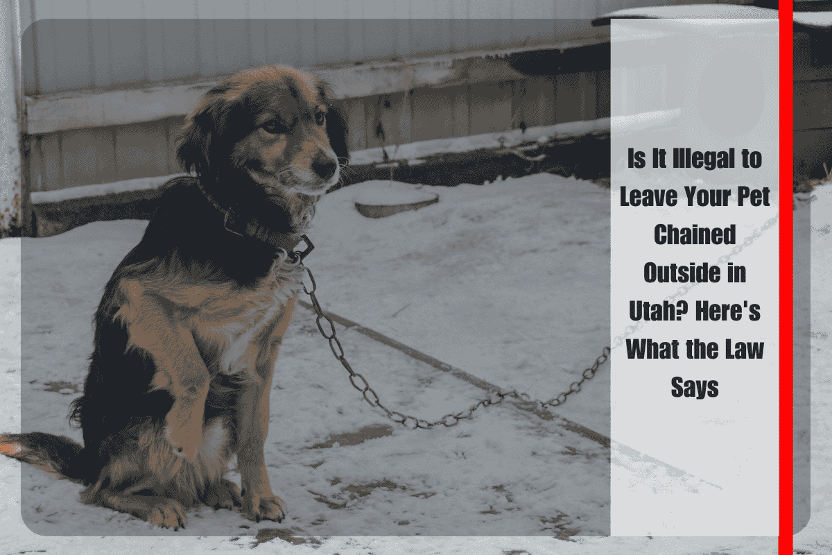 Is It Illegal to Leave Your Pet Chained Outside in Utah Here's What the Law Says
