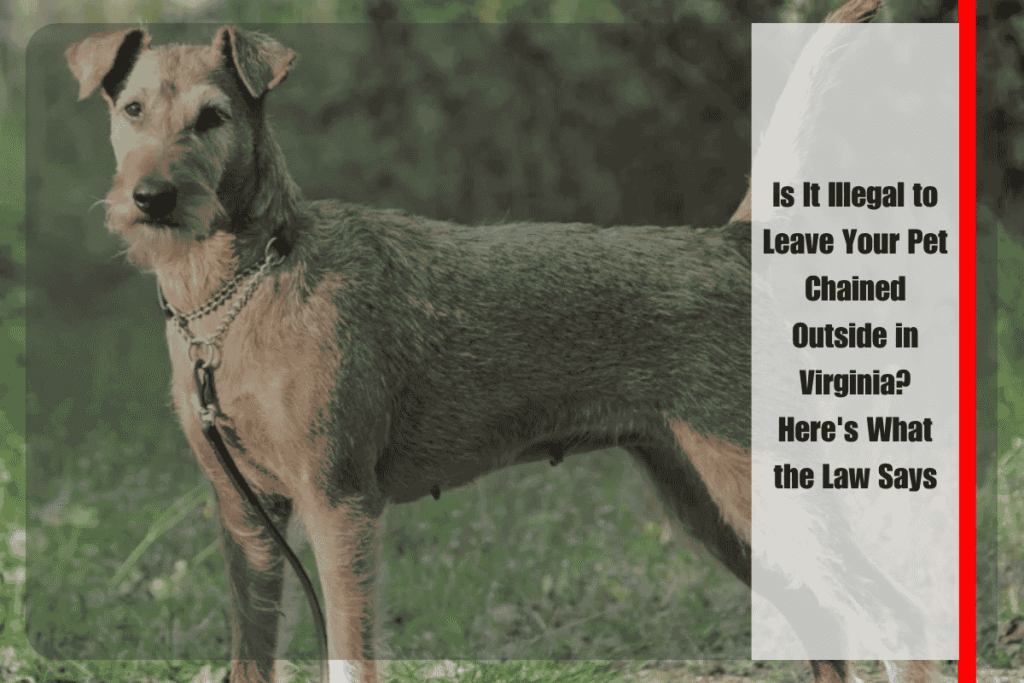 Is It Illegal to Leave Your Pet Chained Outside in Virginia Here's What the Law Says
