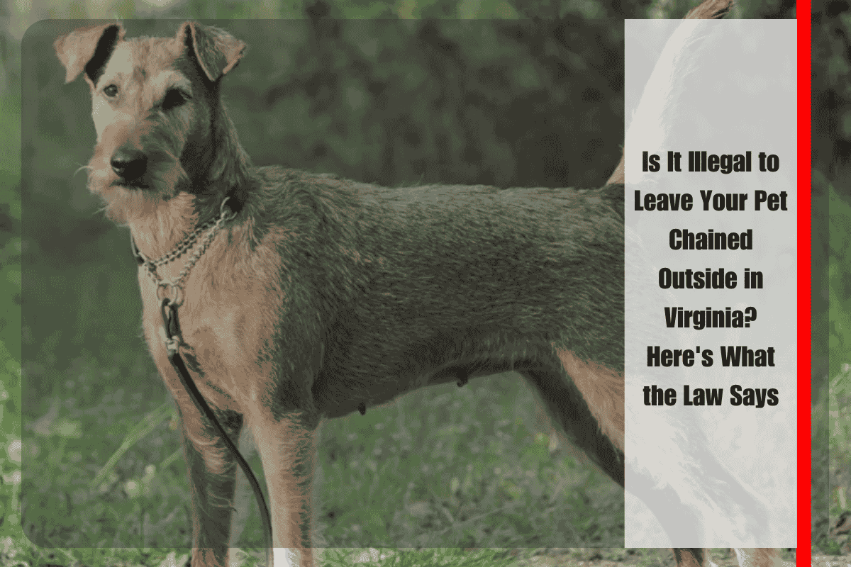 Is It Illegal to Leave Your Pet Chained Outside in Virginia Here's What the Law Says