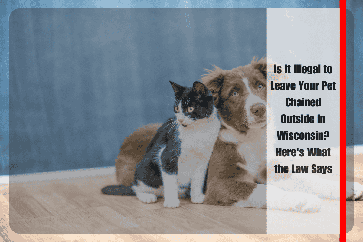 Is It Illegal to Leave Your Pet Chained Outside in Wisconsin Here's What the Law Says