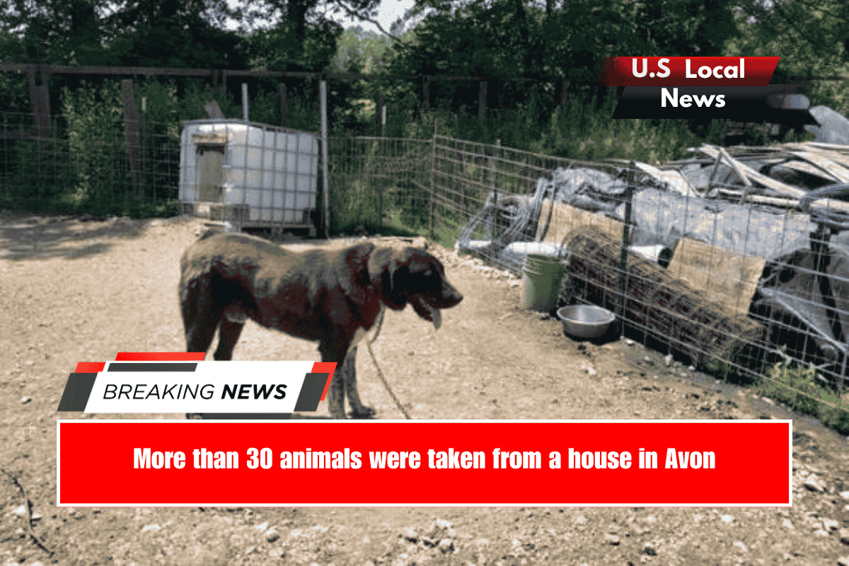 More than 30 animals were taken from a house in Avon