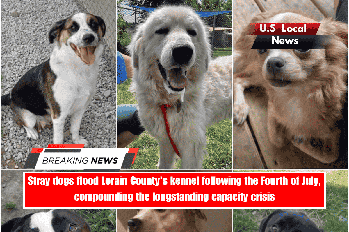 Stray dogs flood Lorain County's kennel following the Fourth of July, compounding the longstanding capacity crisis