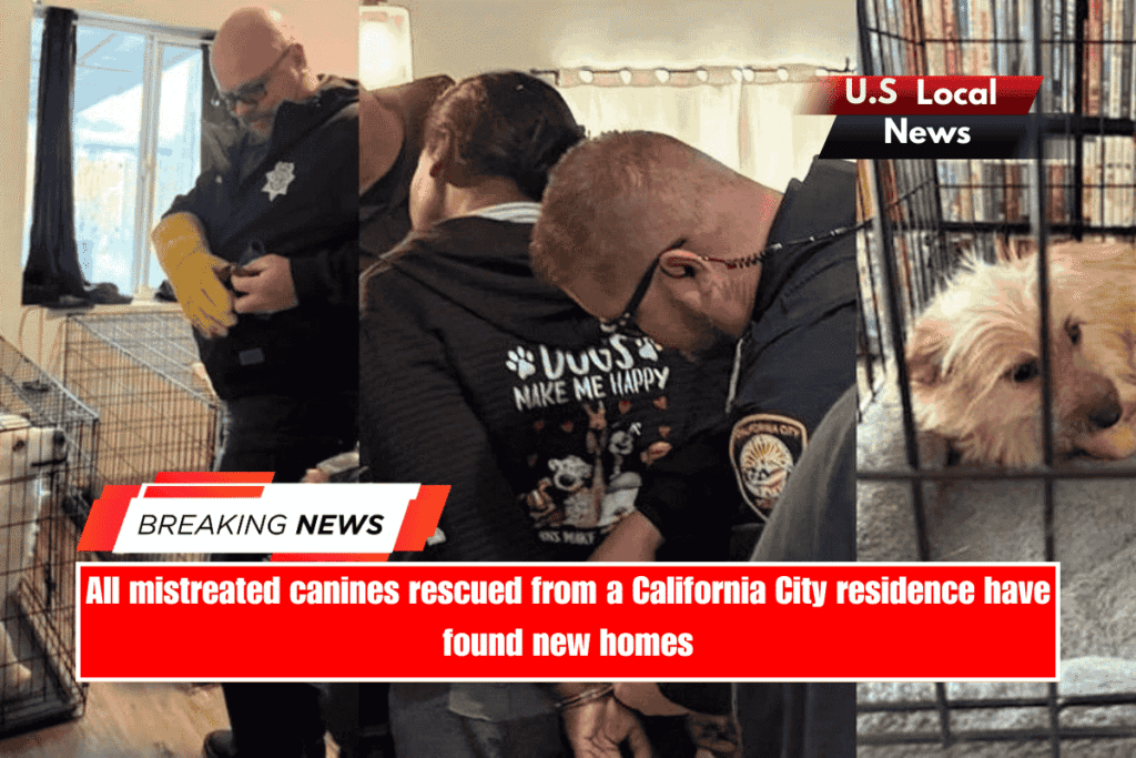 All mistreated canines rescued from a California City residence have found new homes