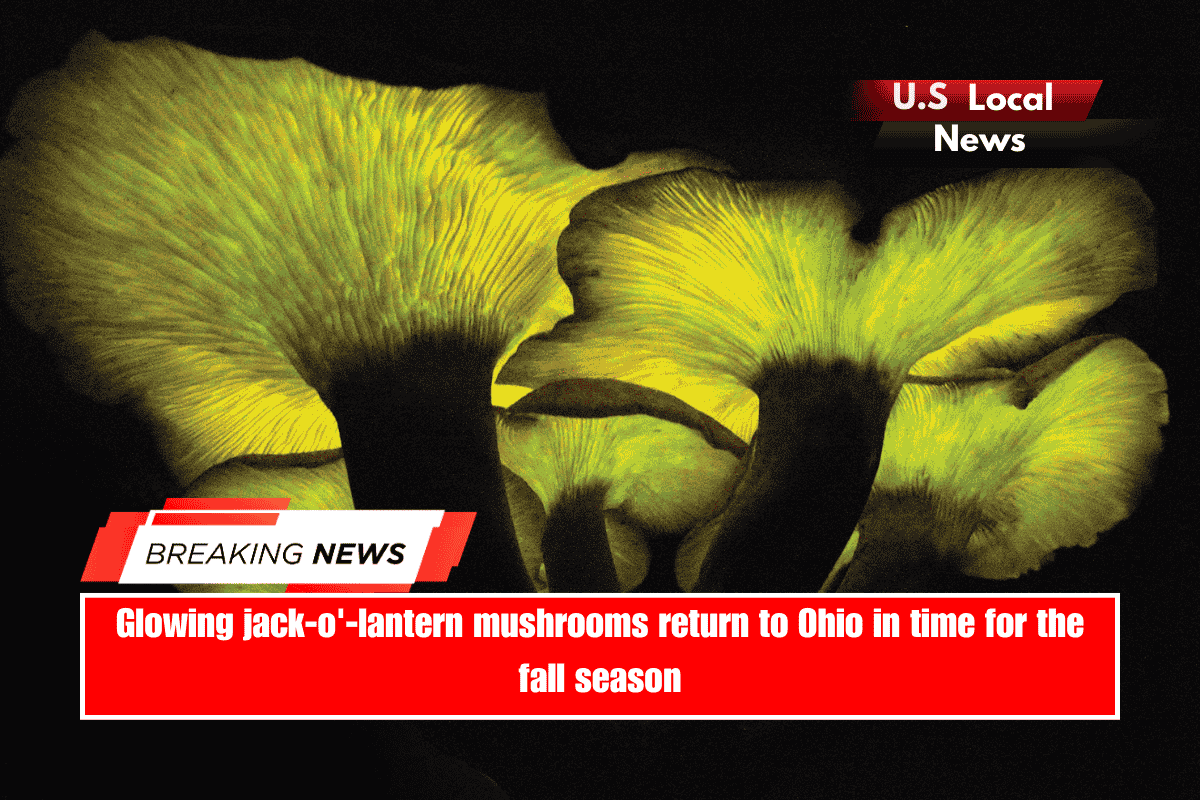 Glowing jack-o'-lantern mushrooms return to Ohio in time for the fall season