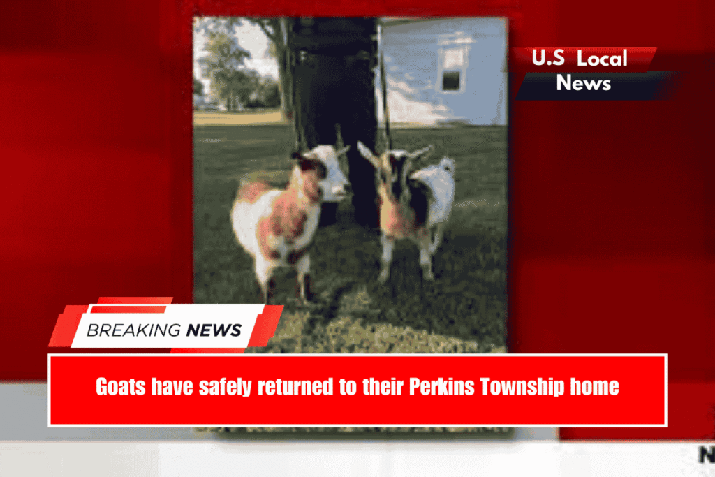 Goats have safely returned to their Perkins Township home