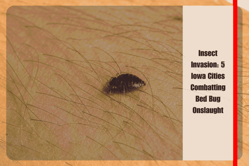 Insect Invasion 5 Iowa Cities Combatting Bed Bug Onslaught