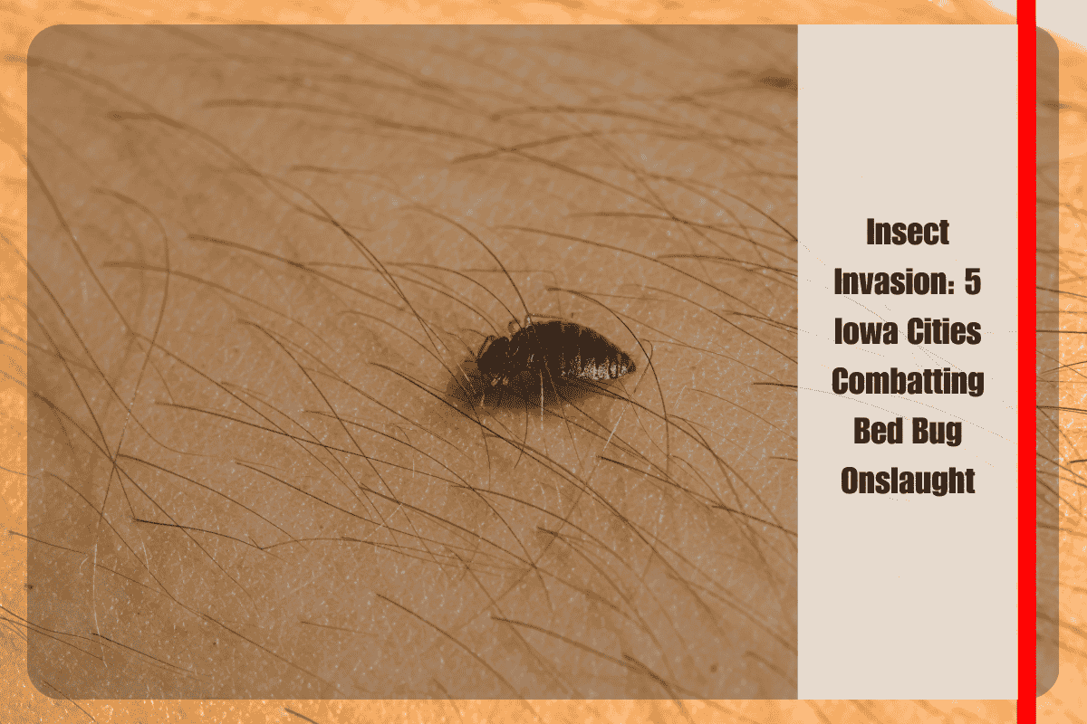 Insect Invasion 5 Iowa Cities Combatting Bed Bug Onslaught