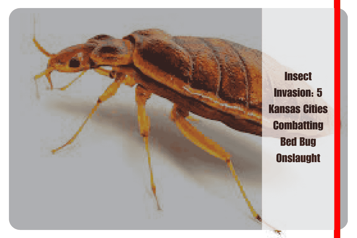Insect Invasion 5 Kansas Cities Combatting Bed Bug Onslaught
