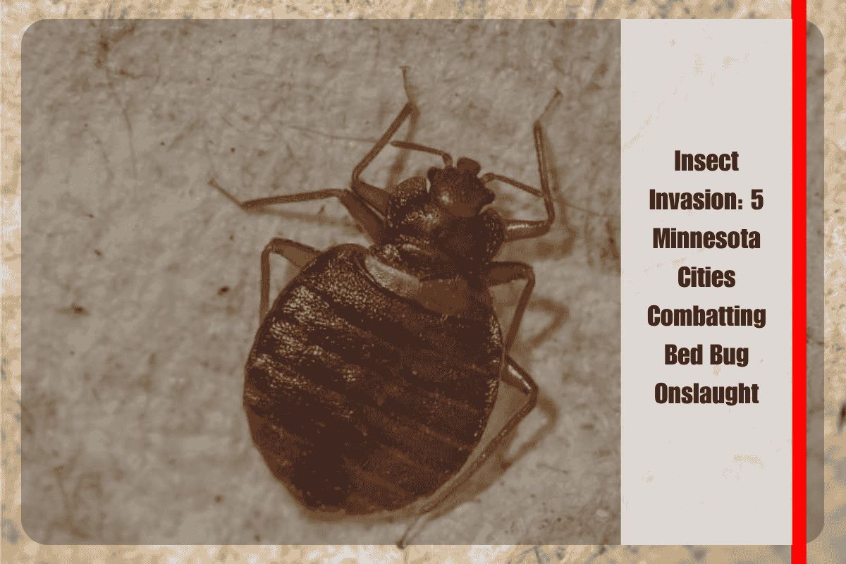 Insect Invasion 5 Minnesota Cities Combatting Bed Bug Onslaught
