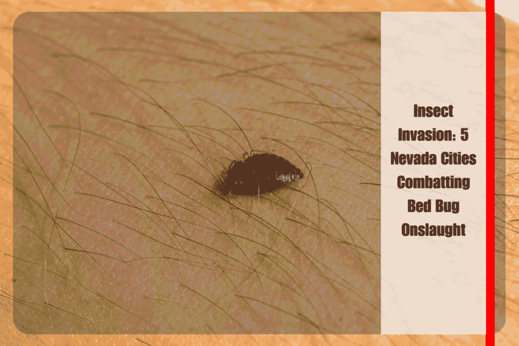 Insect Invasion 5 Nevada Cities Combatting Bed Bug Onslaught