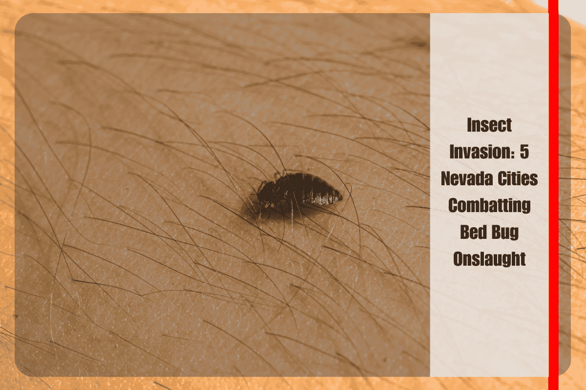 Insect Invasion 5 Nevada Cities Combatting Bed Bug Onslaught