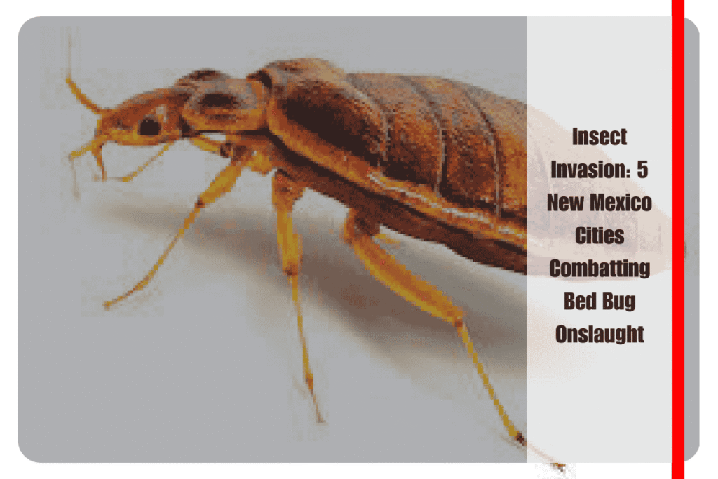 Insect Invasion 5 New Mexico Cities Combatting Bed Bug Onslaught