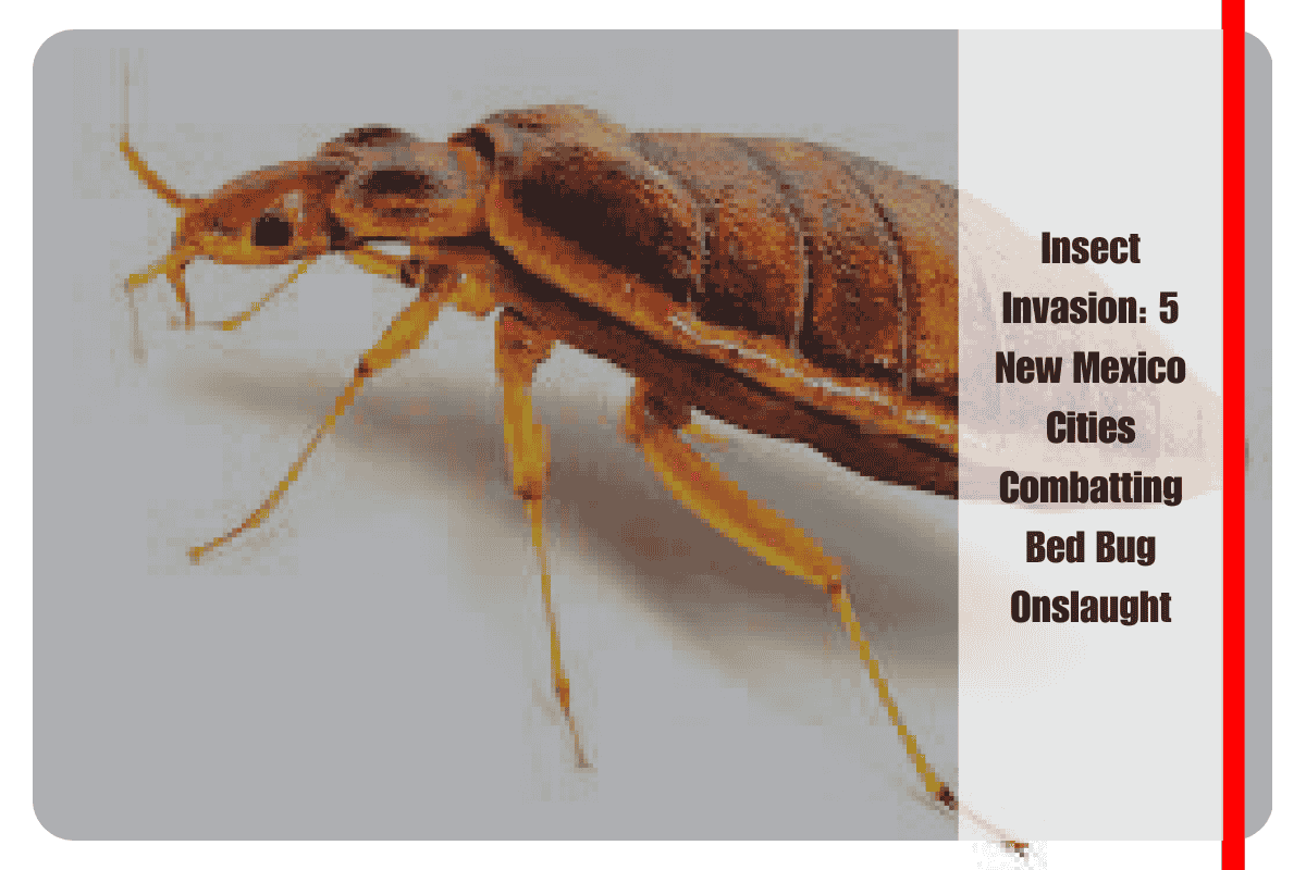 Insect Invasion 5 New Mexico Cities Combatting Bed Bug Onslaught