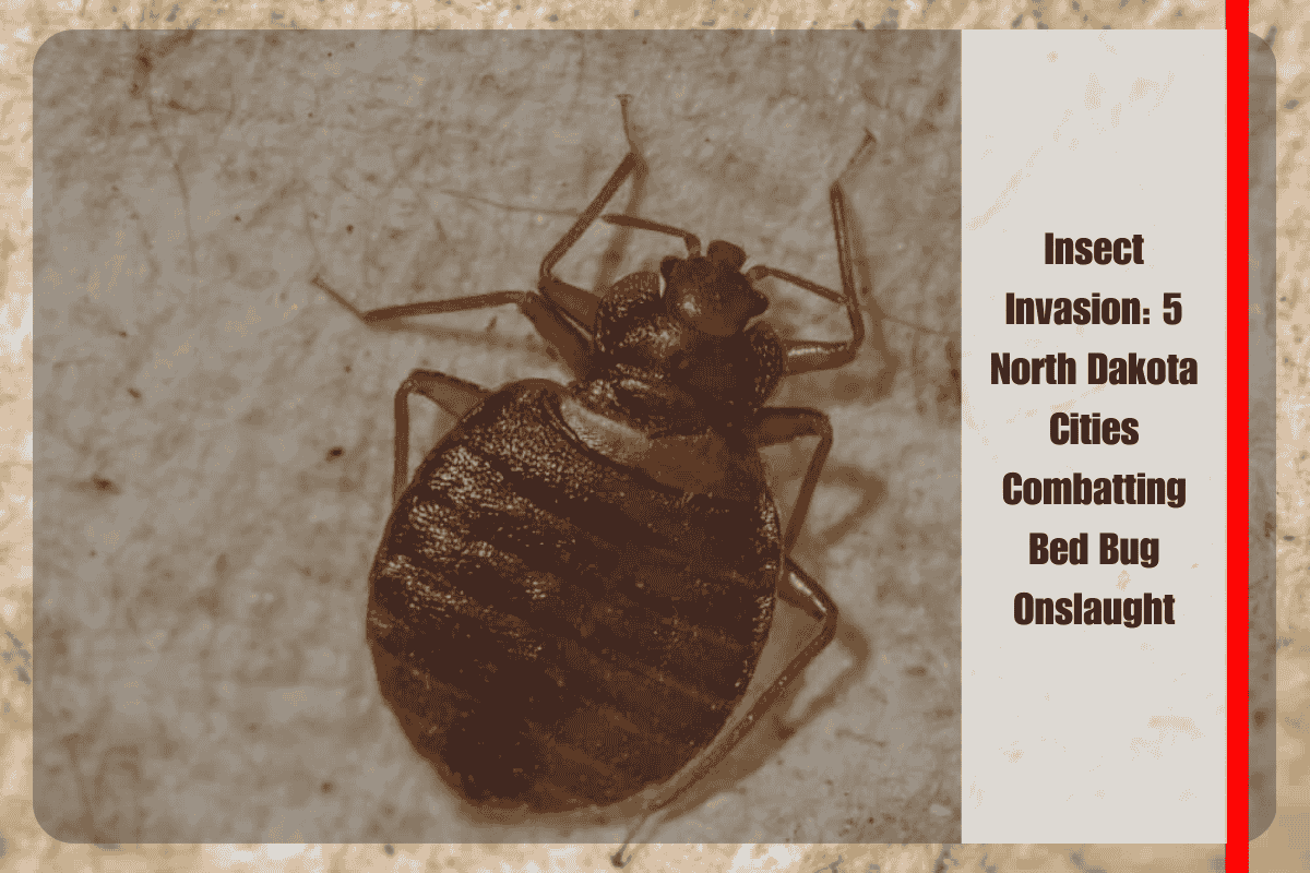 Insect Invasion 5 North Dakota Cities Combatting Bed Bug Onslaught