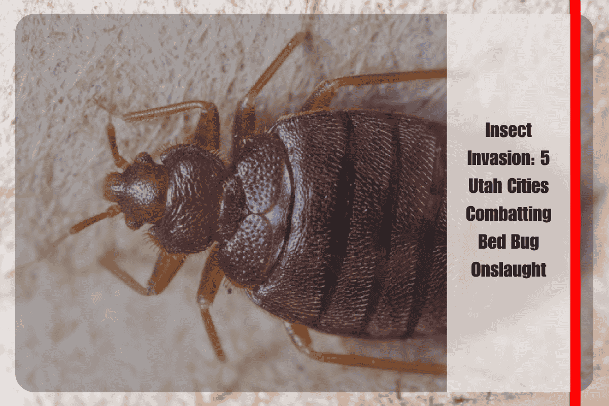 Insect Invasion 5 Utah Cities Combatting Bed Bug Onslaught