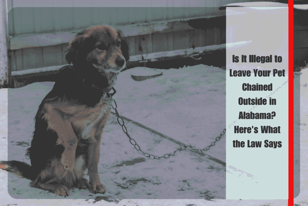 Is It Illegal to Leave Your Pet Chained Outside in Alabama Here's What the Law Says