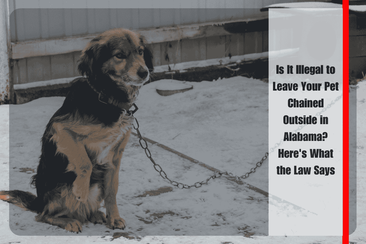 Is It Illegal to Leave Your Pet Chained Outside in Alabama Here's What the Law Says