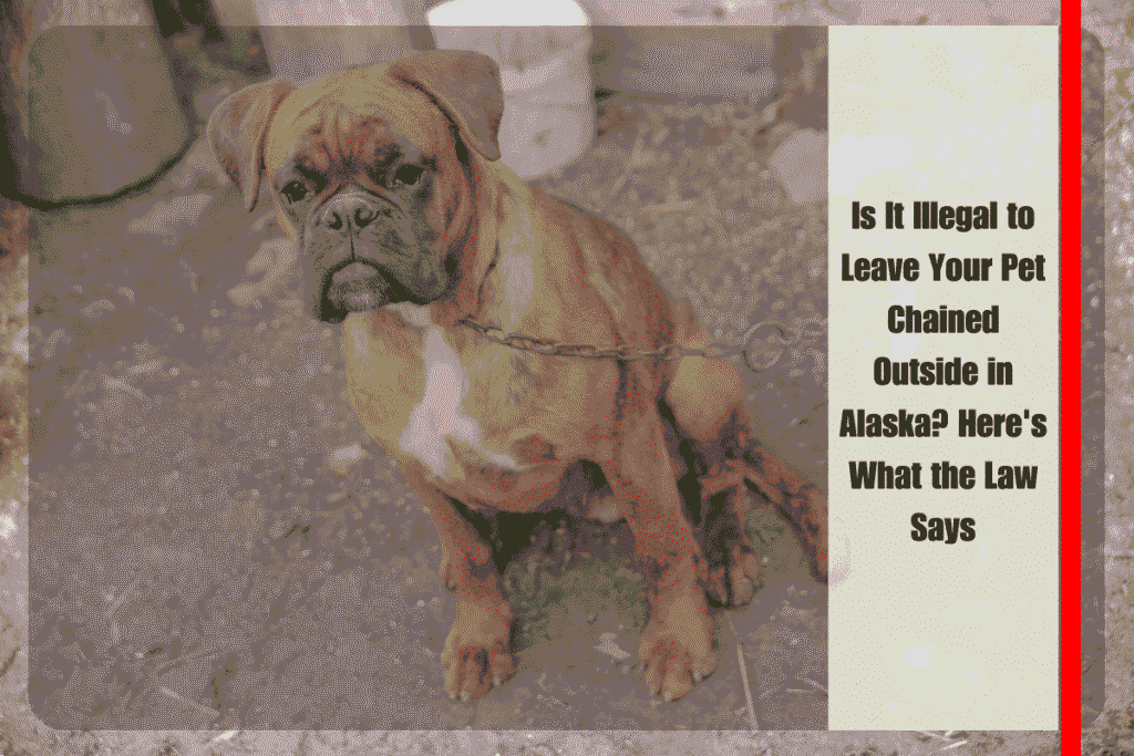 Is It Illegal to Leave Your Pet Chained Outside in Alaska Here's What the Law Says
