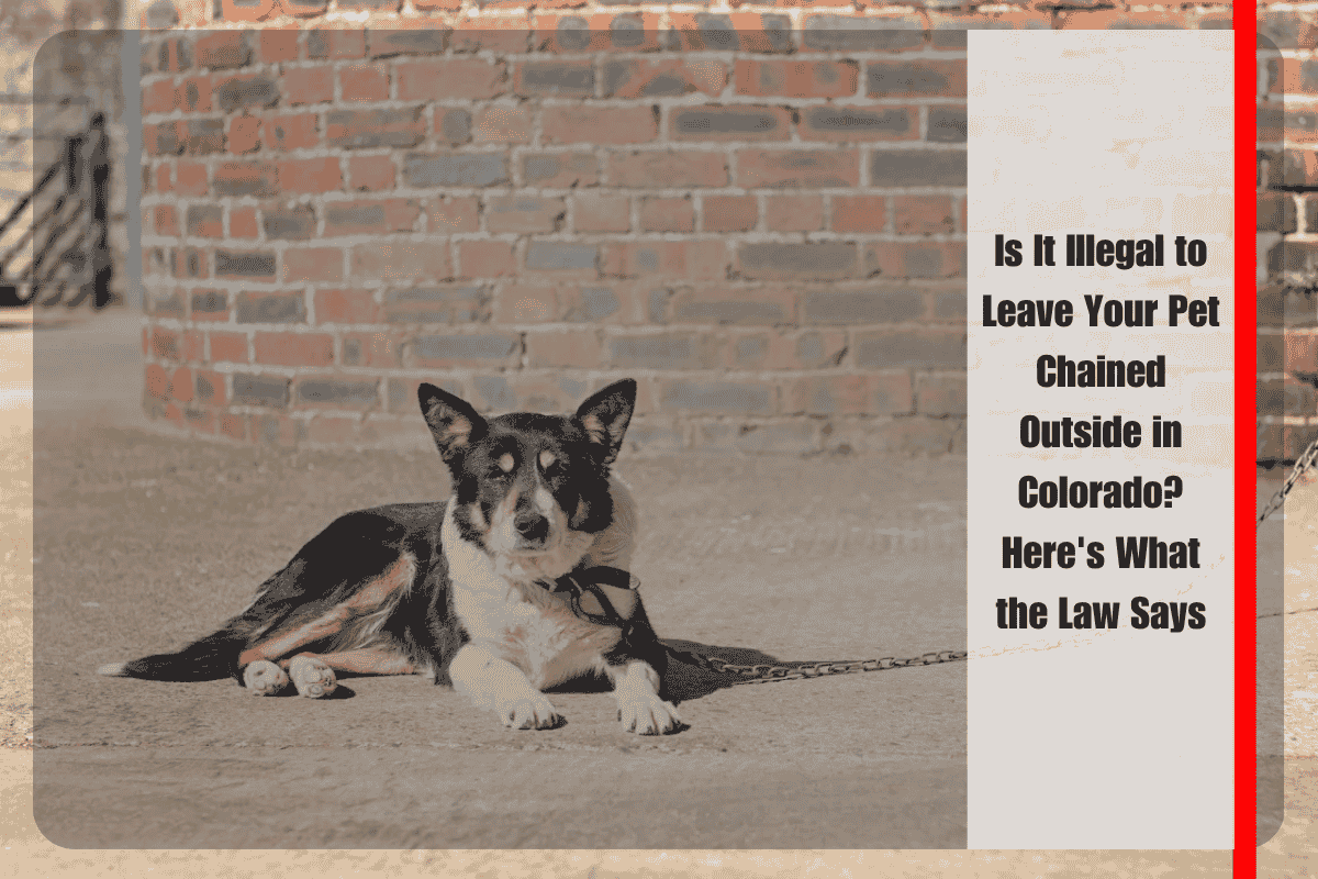 Is It Illegal to Leave Your Pet Chained Outside in Colorado Here's What the Law Says