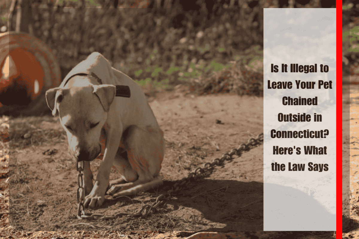 Is It Illegal to Leave Your Pet Chained Outside in Connecticut Here's What the Law Says
