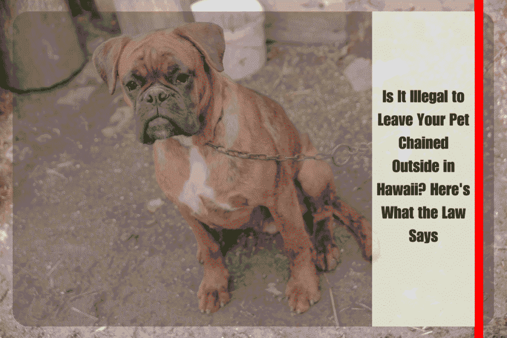 Is It Illegal to Leave Your Pet Chained Outside in Hawaii Here's What the Law Says