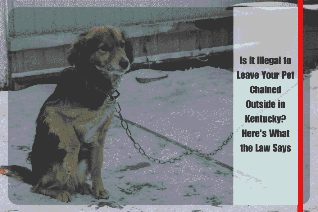 Is It Illegal to Leave Your Pet Chained Outside in Kentucky Here's What the Law Says