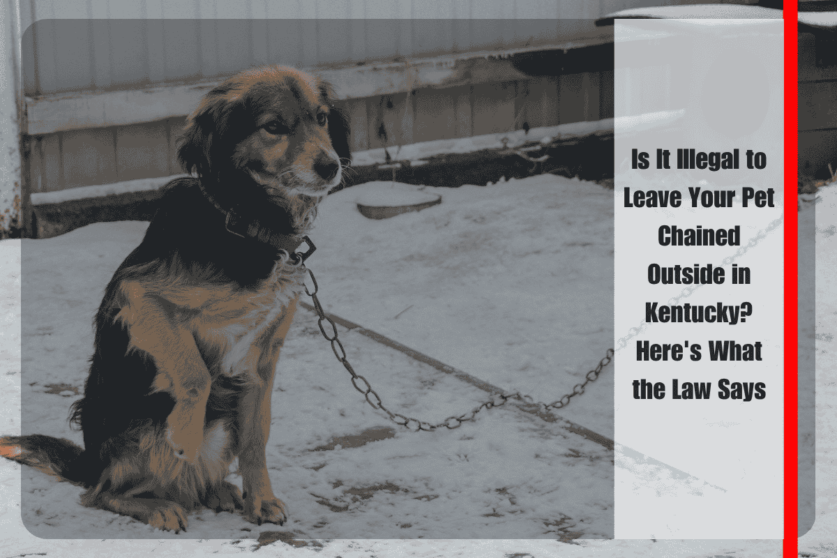 Is It Illegal to Leave Your Pet Chained Outside in Kentucky Here's What the Law Says