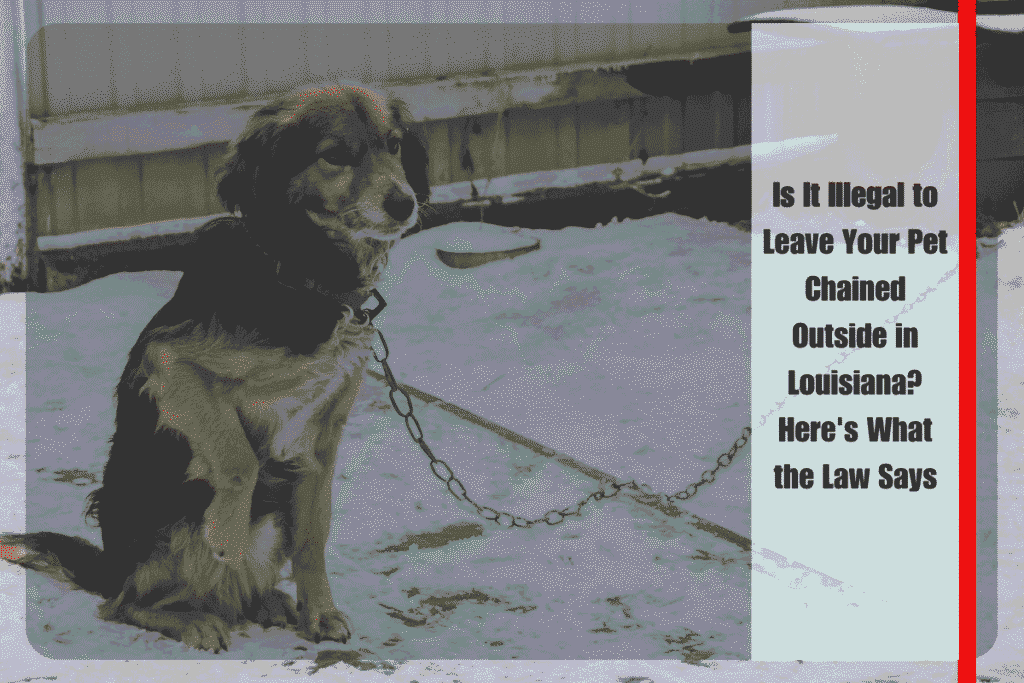 Is It Illegal to Leave Your Pet Chained Outside in Louisiana Here's What the Law Says