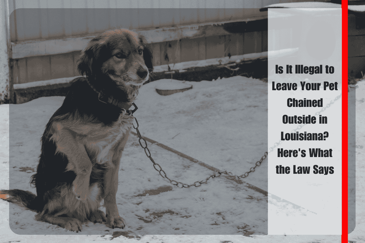 Is It Illegal to Leave Your Pet Chained Outside in Louisiana Here's What the Law Says