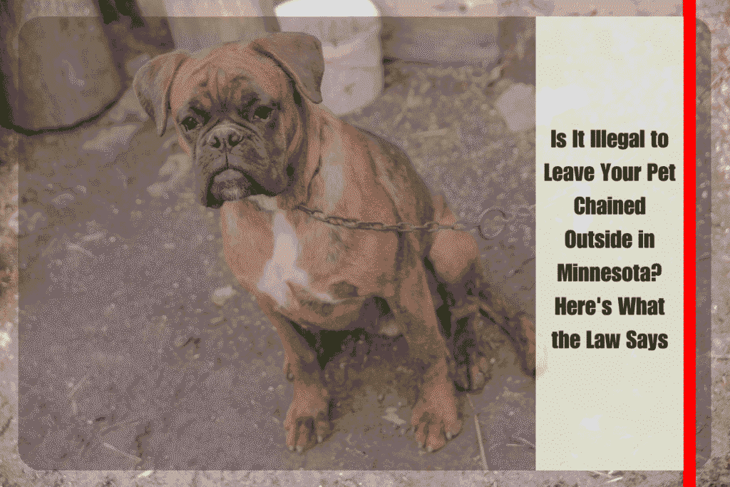 Is It Illegal to Leave Your Pet Chained Outside in Minnesota Here's What the Law Says