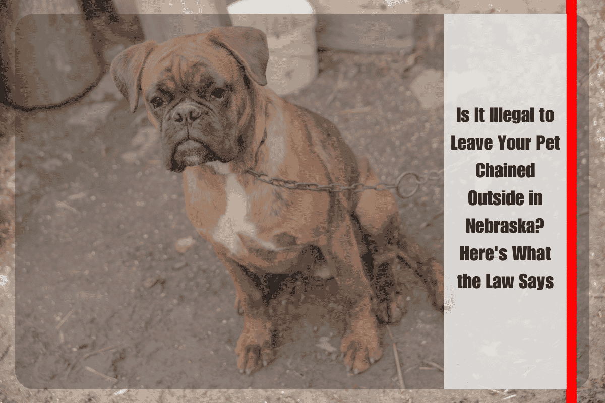 Is It Illegal to Leave Your Pet Chained Outside in Nebraska Here's What the Law Says