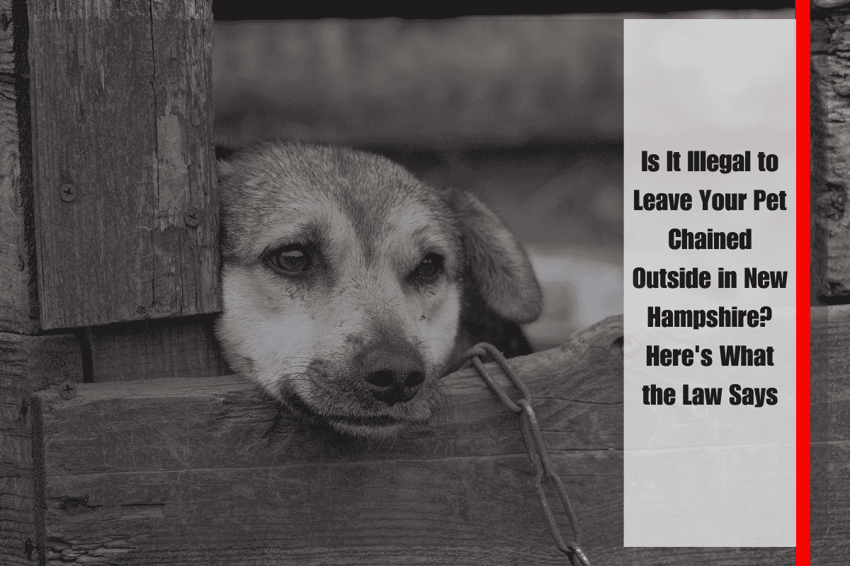 Is It Illegal to Leave Your Pet Chained Outside in New Hampshire Here's What the Law Says
