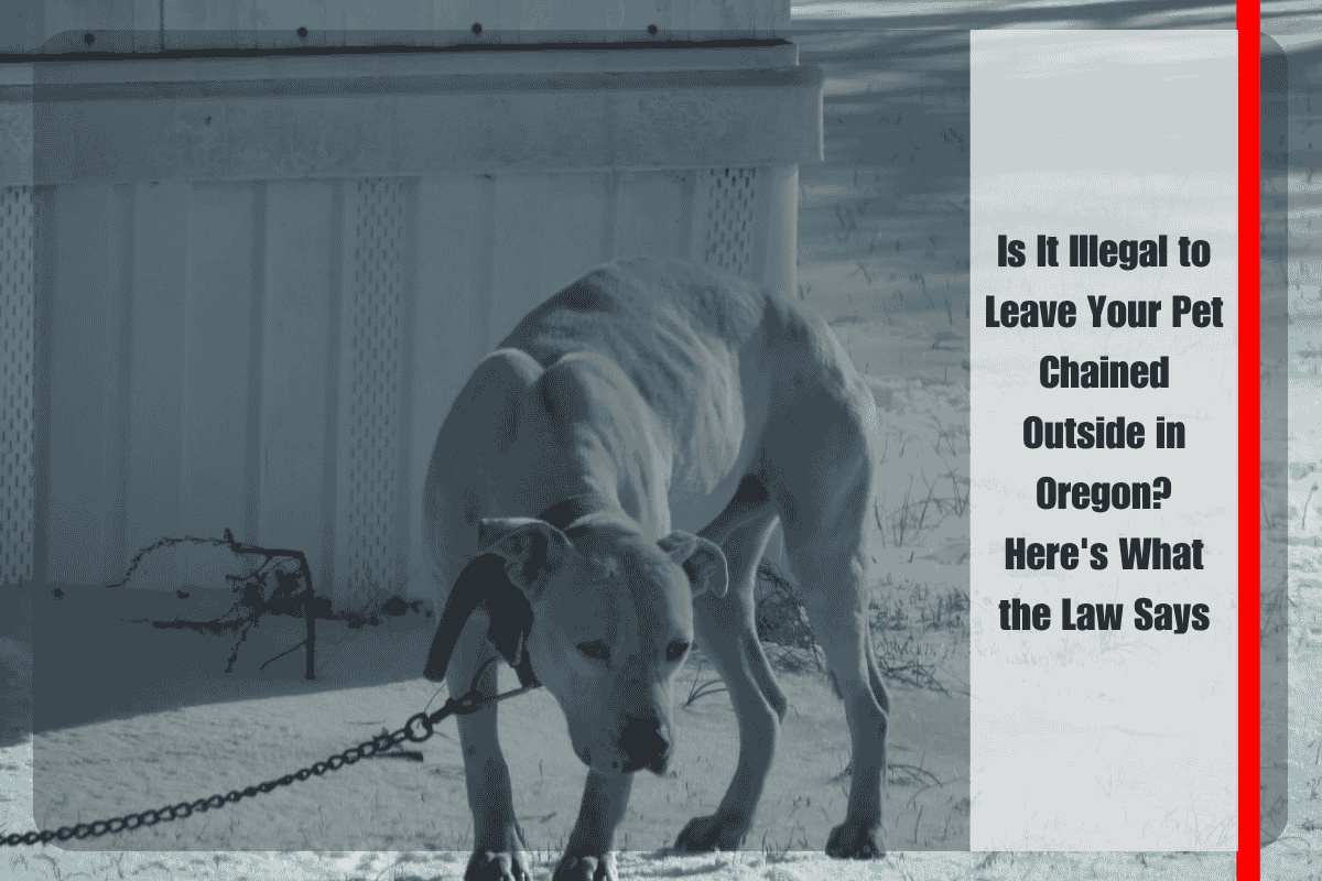Is It Illegal to Leave Your Pet Chained Outside in Oregon Here's What the Law Says