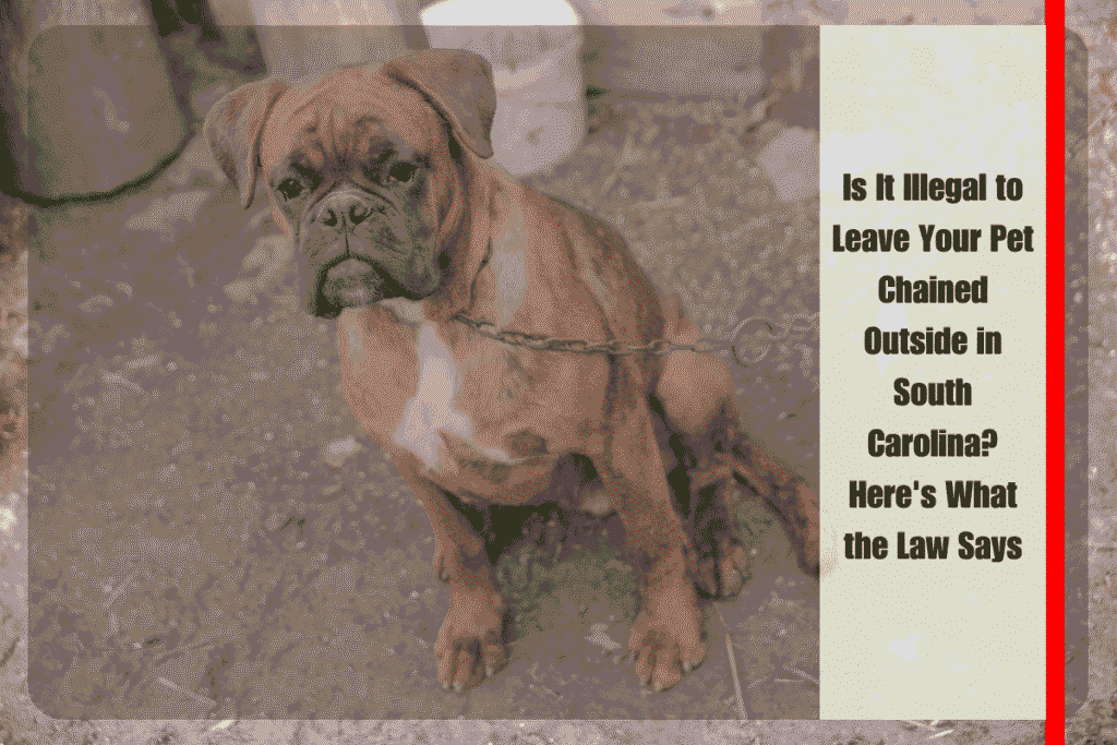 Is It Illegal to Leave Your Pet Chained Outside in South Carolina Here's What the Law Says