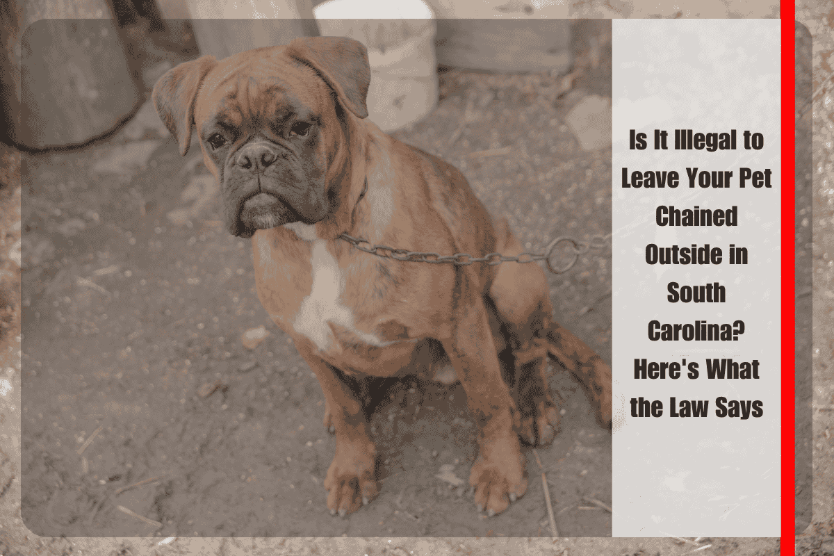 Is It Illegal to Leave Your Pet Chained Outside in South Carolina Here's What the Law Says