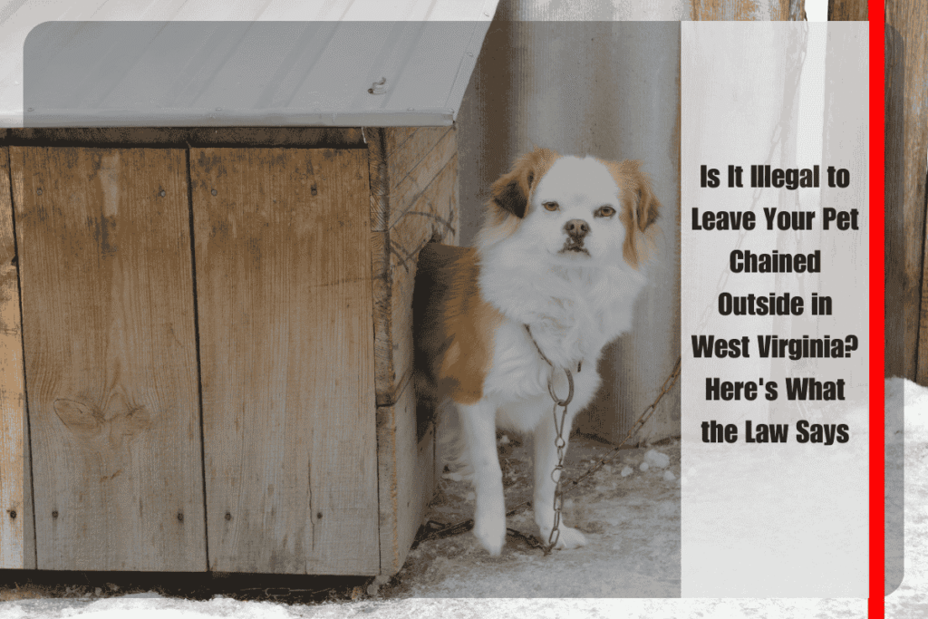 Is It Illegal to Leave Your Pet Chained Outside in West Virginia Here's What the Law Says