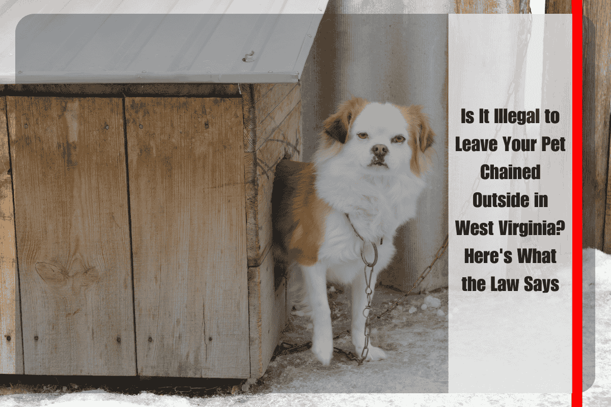 Is It Illegal to Leave Your Pet Chained Outside in West Virginia Here's What the Law Says
