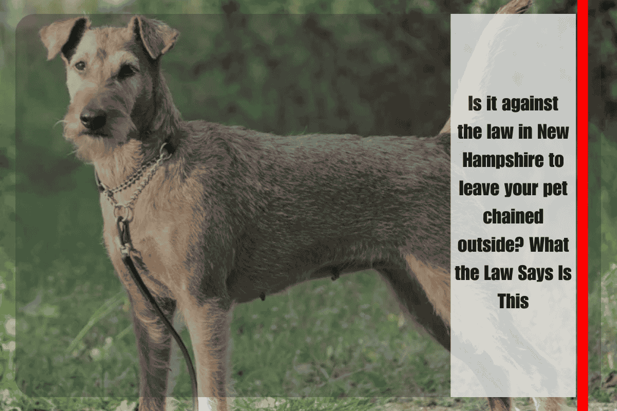 Is it against the law in New Hampshire to leave your pet chained outside What the Law Says Is This