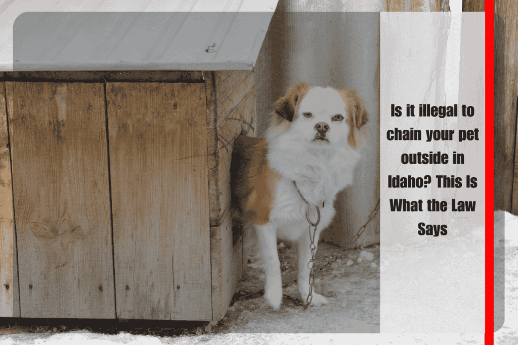 Is it illegal to chain your pet outside in Idaho This Is What the Law Says