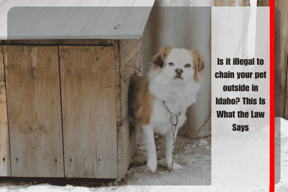 Is it illegal to chain your pet outside in Idaho This Is What the Law Says
