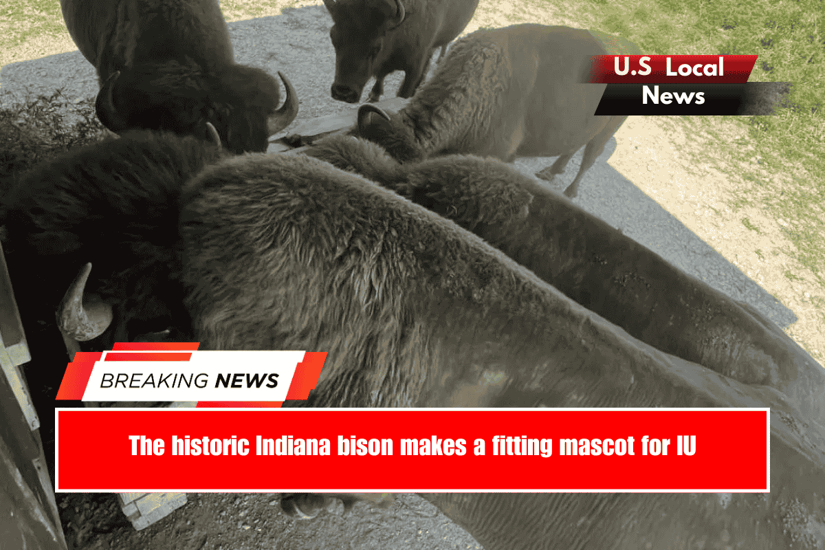 The historic Indiana bison makes a fitting mascot for IU