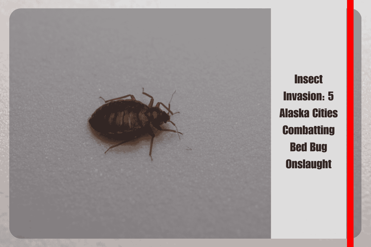 Insect Invasion 5 Alaska Cities Combatting Bed Bug Onslaught