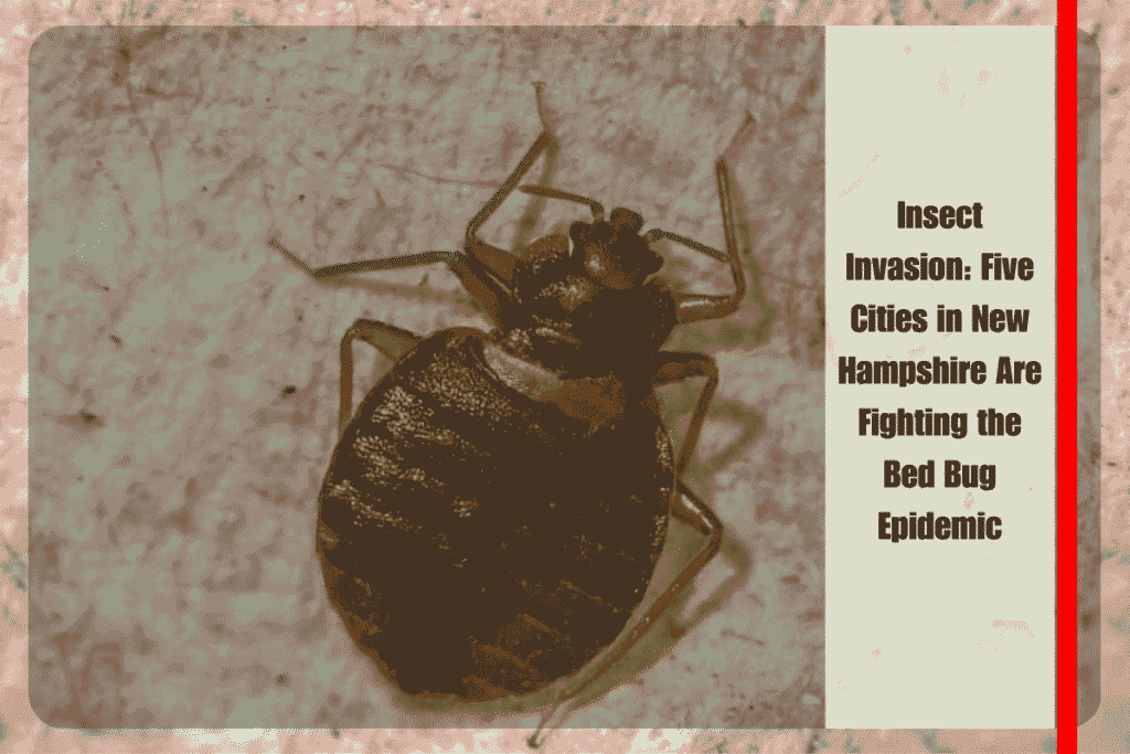Insect Invasion Five Cities in New Hampshire Are Fighting the Bed Bug Epidemic