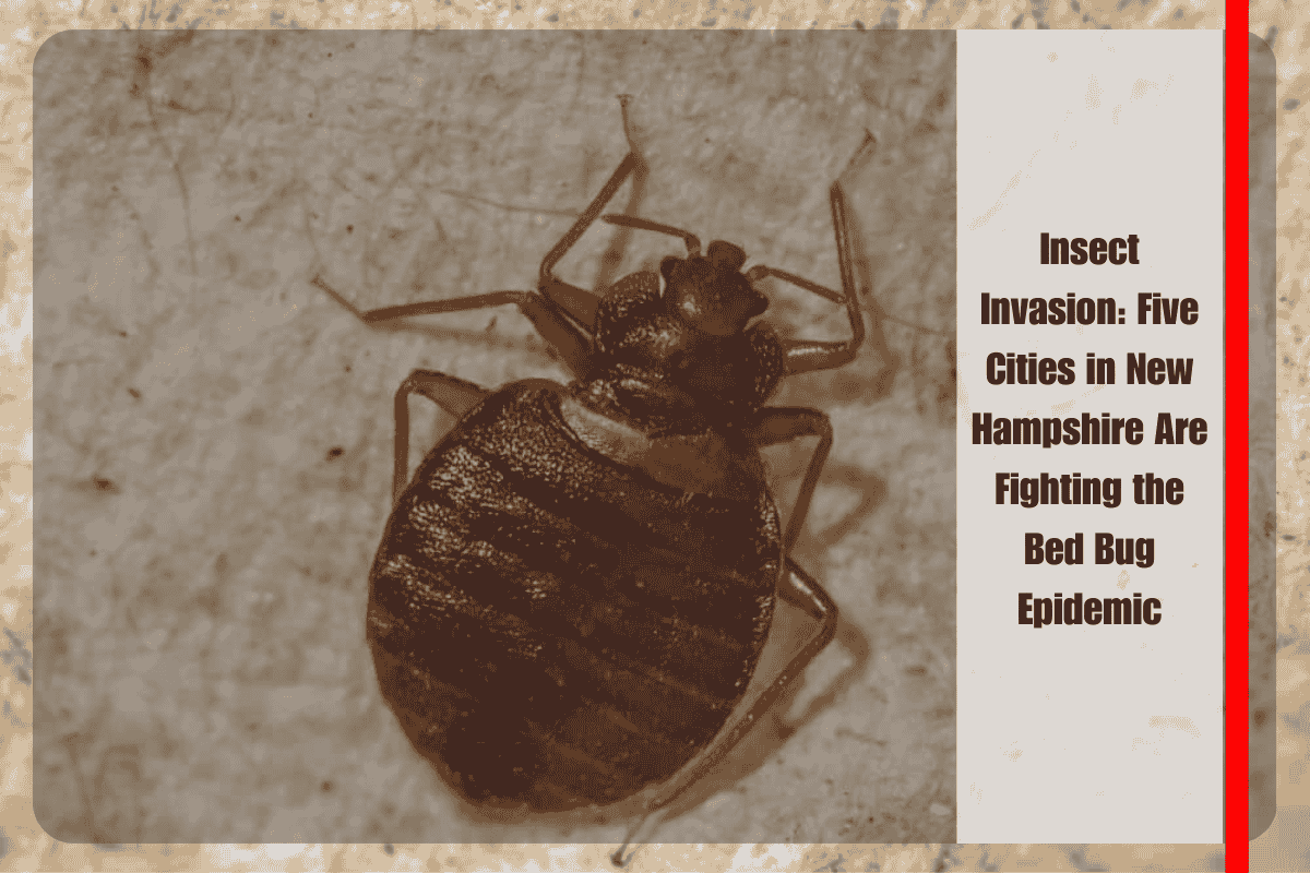 Insect Invasion Five Cities in New Hampshire Are Fighting the Bed Bug Epidemic
