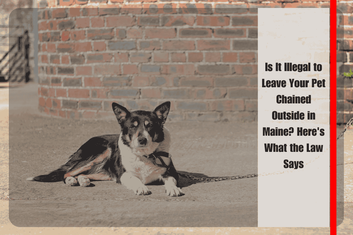 Is It Illegal to Leave Your Pet Chained Outside in Maine Here's What the Law Says