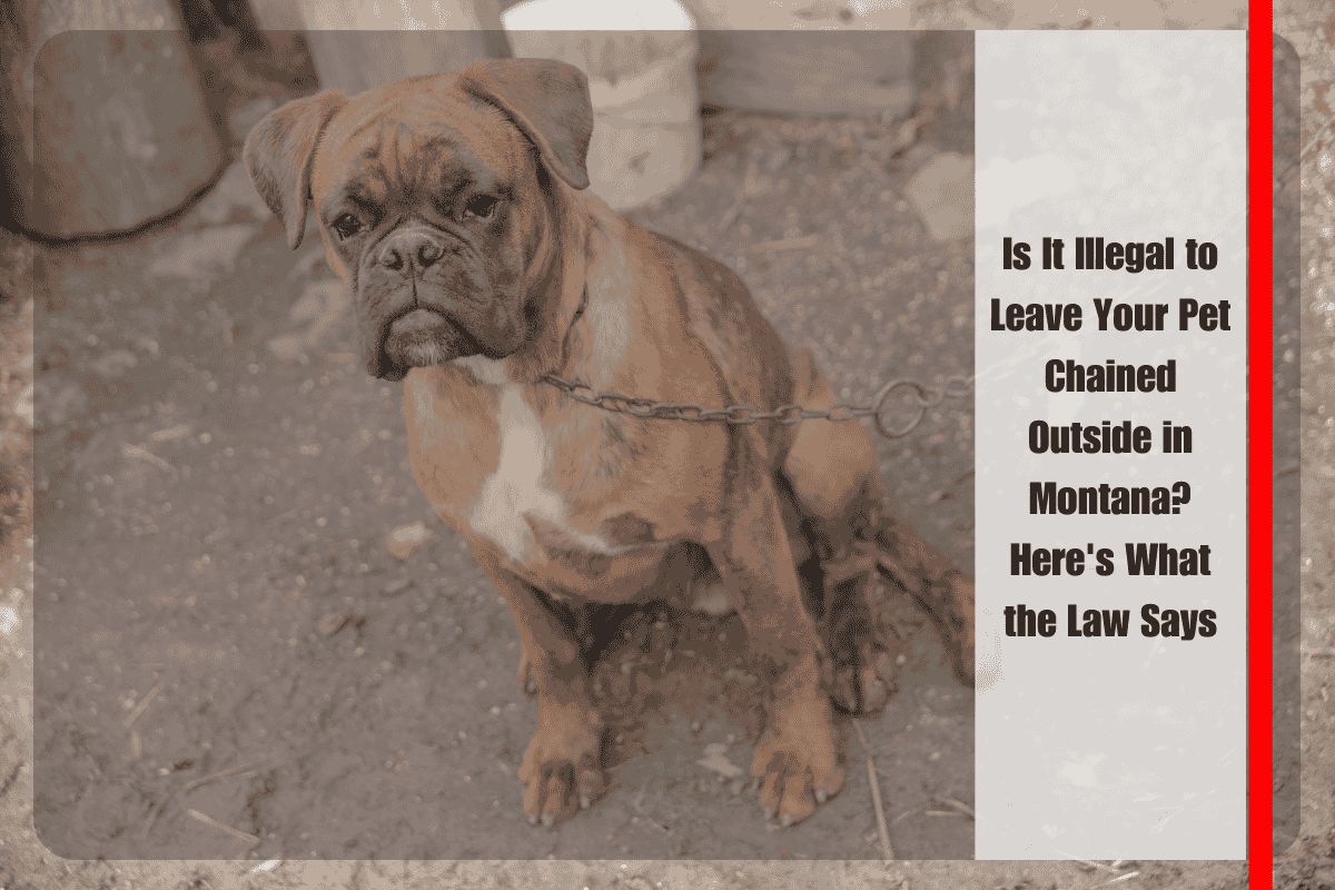 Is It Illegal to Leave Your Pet Chained Outside in Montana Here's What the Law Says