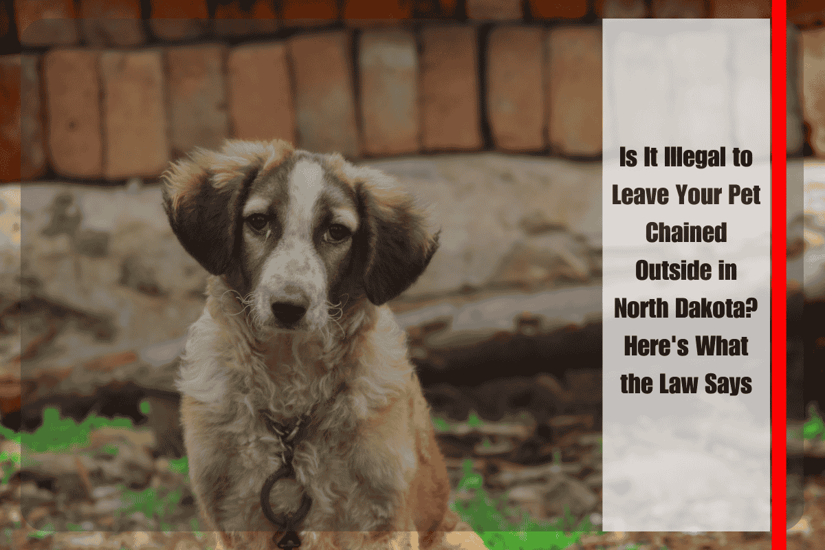 Is It Illegal to Leave Your Pet Chained Outside in North Dakota Here's What the Law Says