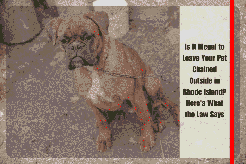 Is It Illegal to Leave Your Pet Chained Outside in Rhode Island Here's What the Law Says