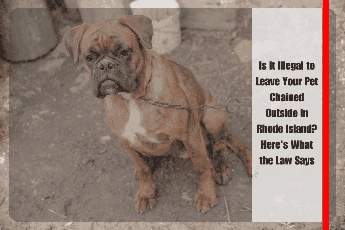 Is It Illegal to Leave Your Pet Chained Outside in Rhode Island Here's What the Law Says